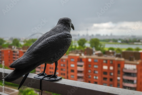 Konstfotografi Crow decoy on balcony railing looking at city skyline with bridge, plastic raven