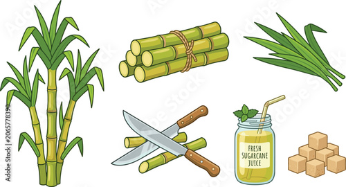 Photos Fresh Sugarcane Agriculture Vector Set with Plant Stalks Bundle Juice Jar Sugar