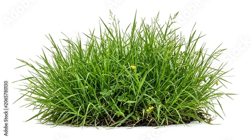 Wild green grass isolated on white background with various weeds and small yellow flowers.