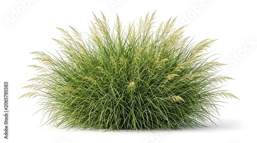 Large ornamental grass bush with feathery seed heads, detailed texture and form.