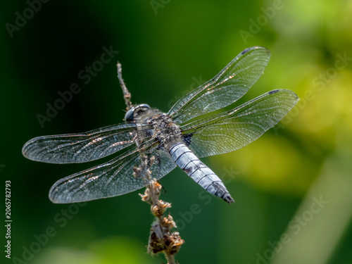 Konstfotografi Scarce chaser dragonfly (Libellula fulva) perched on a plant stem