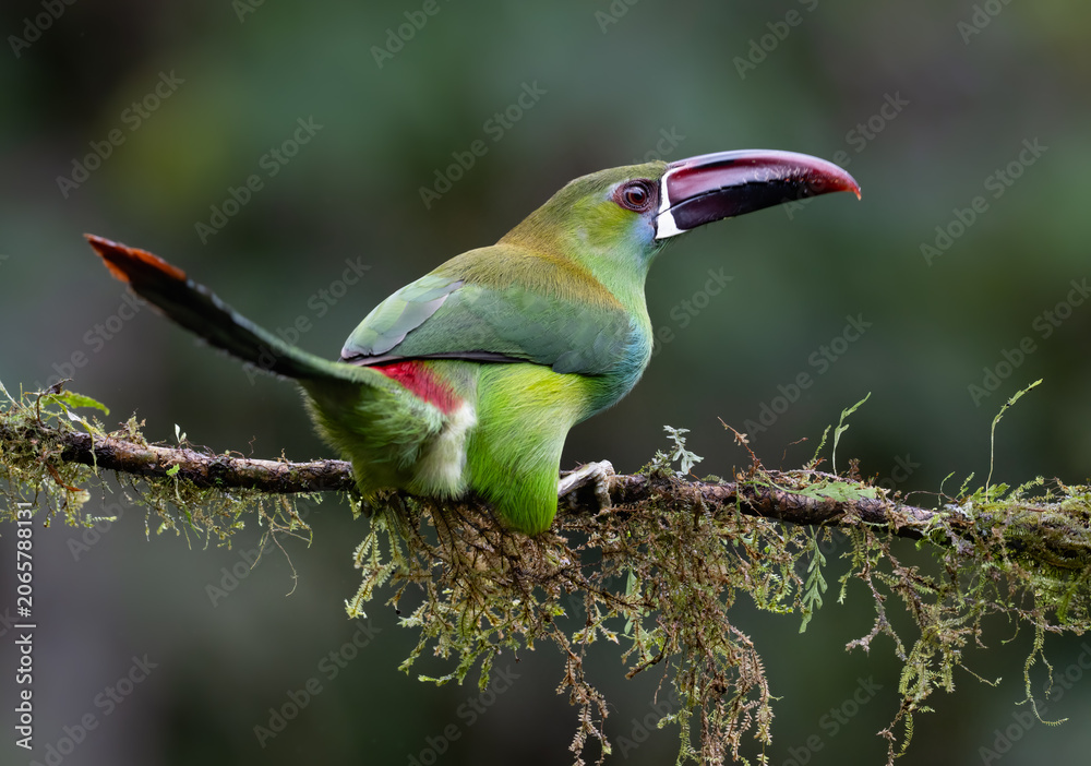 Fototapeta premium Crimson-rumped Toucanet Perched on Mossy Branch in Tropical Forest