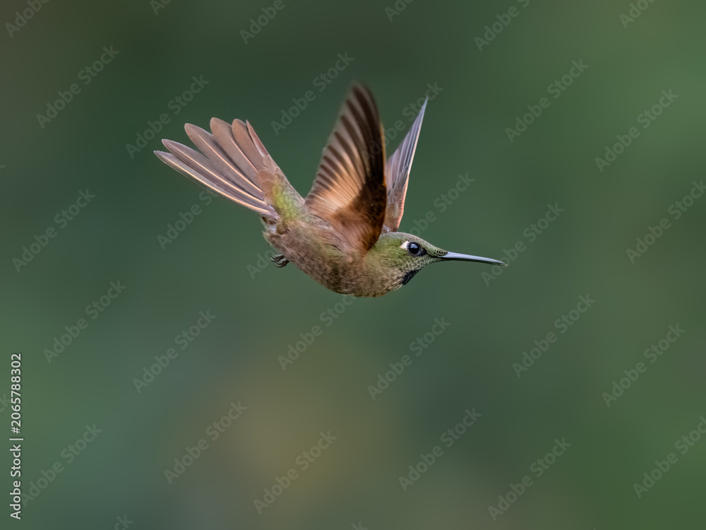 Obraz premium Fawn-breasted Brilliant Hummingbird Hovering with Spread Wings in Forest