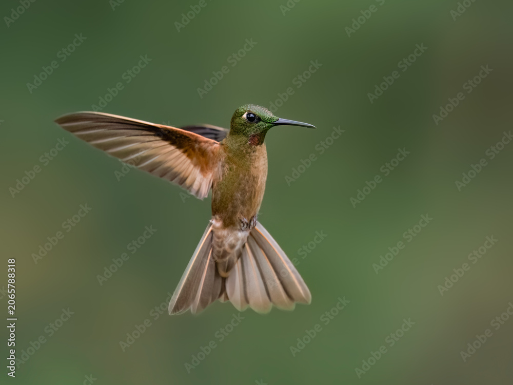 Obraz premium Fawn-breasted Brilliant Hummingbird Hovering with Spread Wings in Forest
