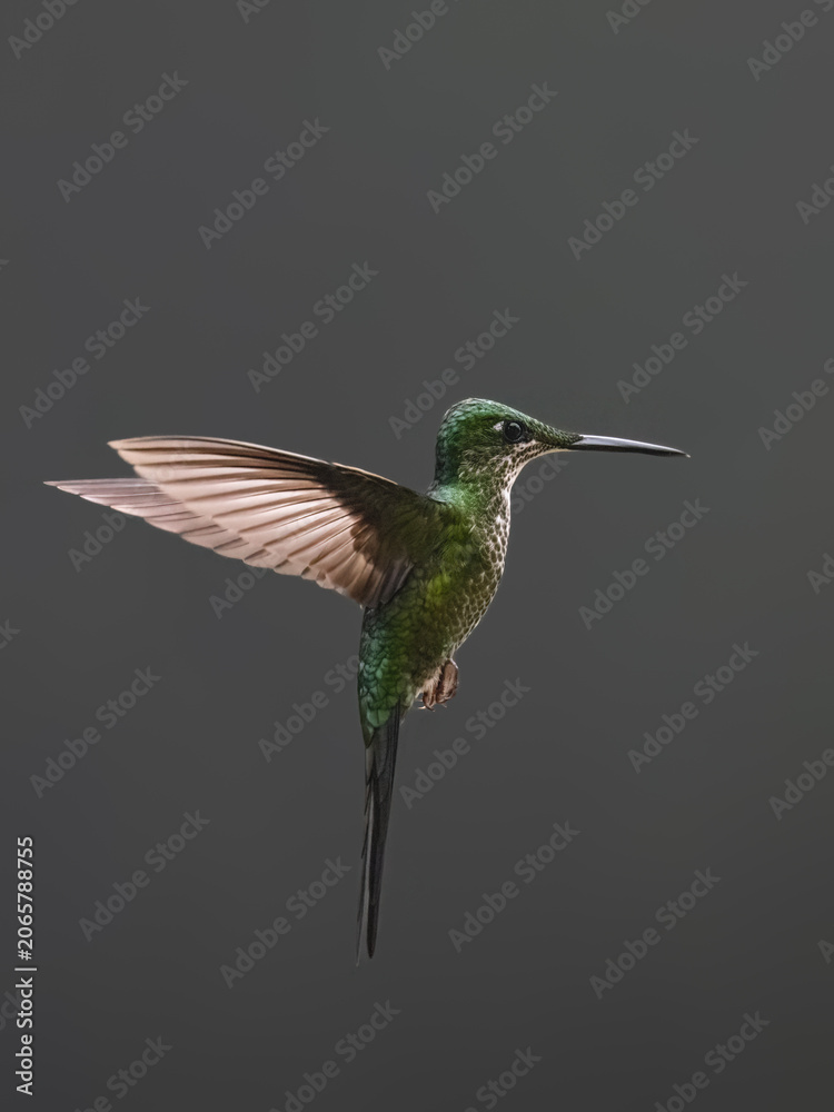 Obraz premium Empress Brilliant Hummingbird Hovering In Flight Against Dark Background