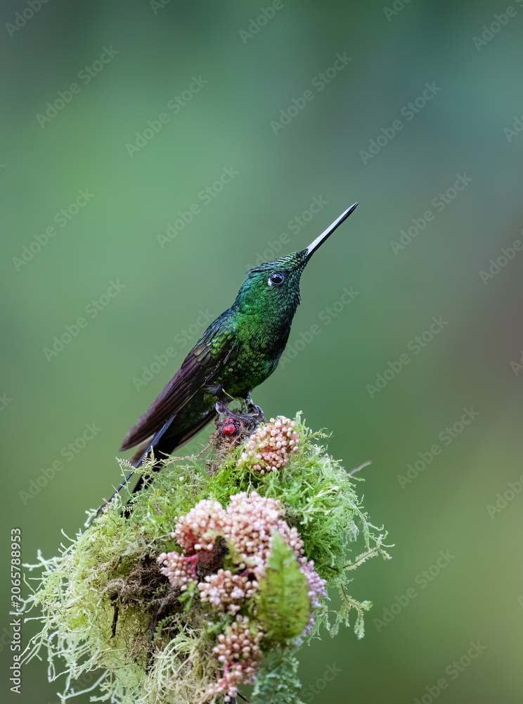 Obraz premium Green-crowned Brilliant Hummingbird Perched on Mossy Branch in Rainforest
