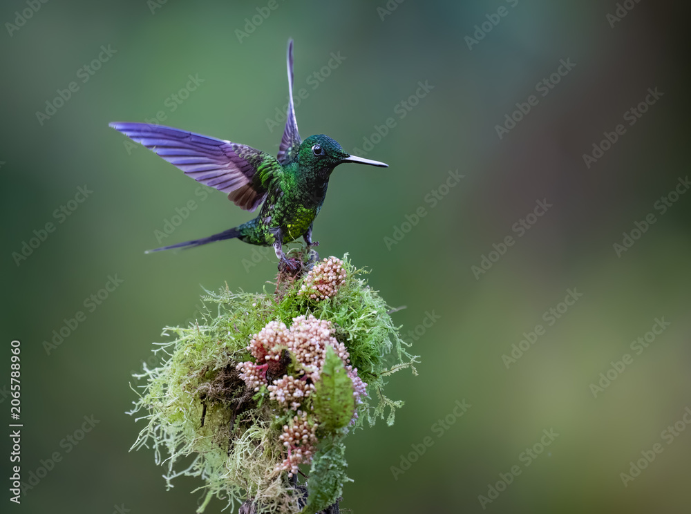 Obraz premium Empress Brilliant Hummingbird Landing On Mossy Branch With Flowers