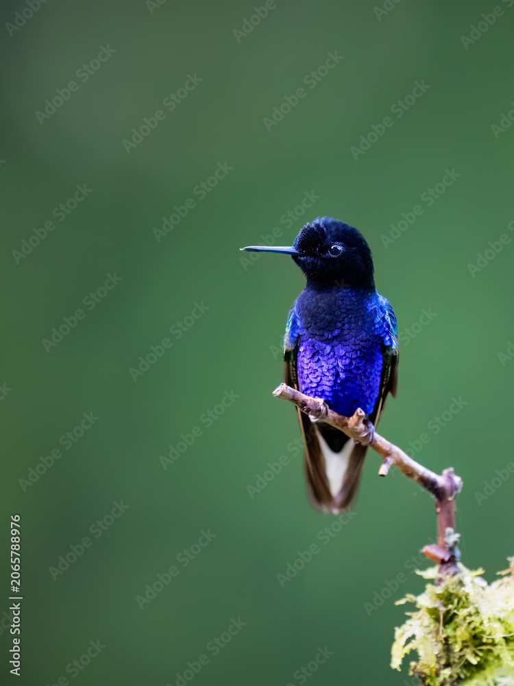 Obraz premium Velvet-purple Coronet Hummingbird Perched on Branch in Cloud Forest