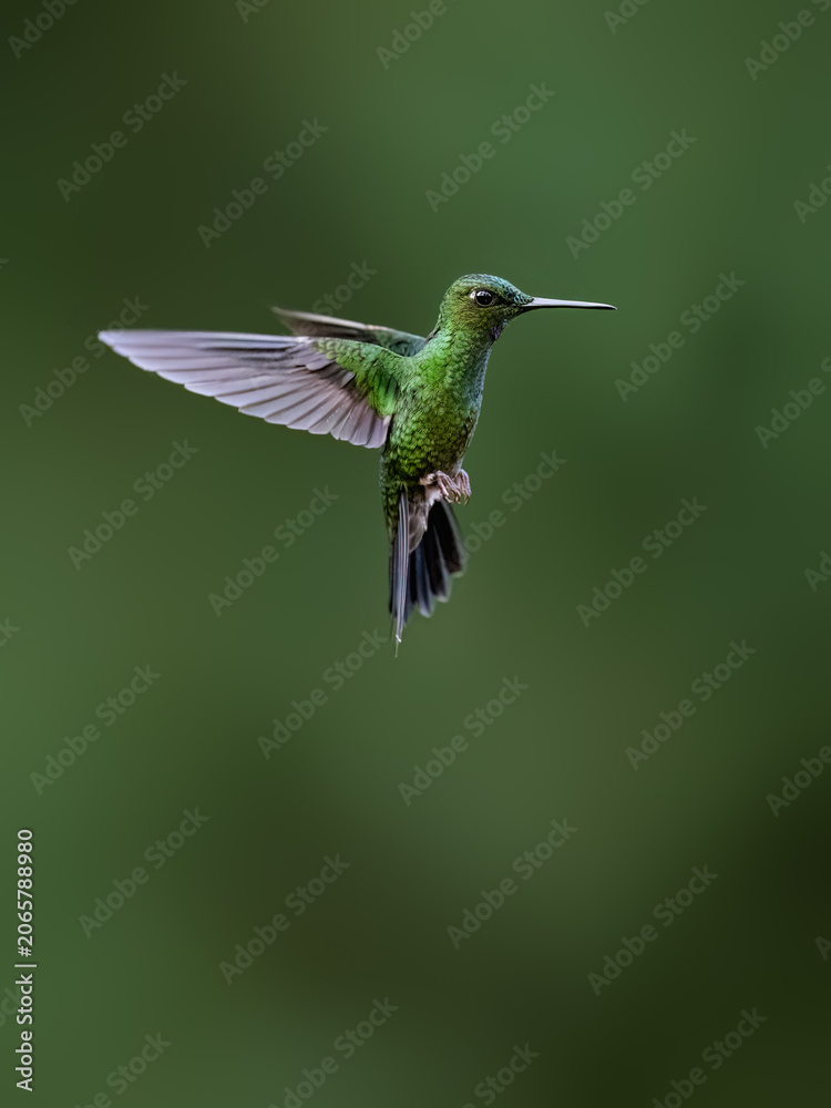 Obraz premium Green-crowned Brilliant Hummingbird Hovering In Mid-air With Wings Spread