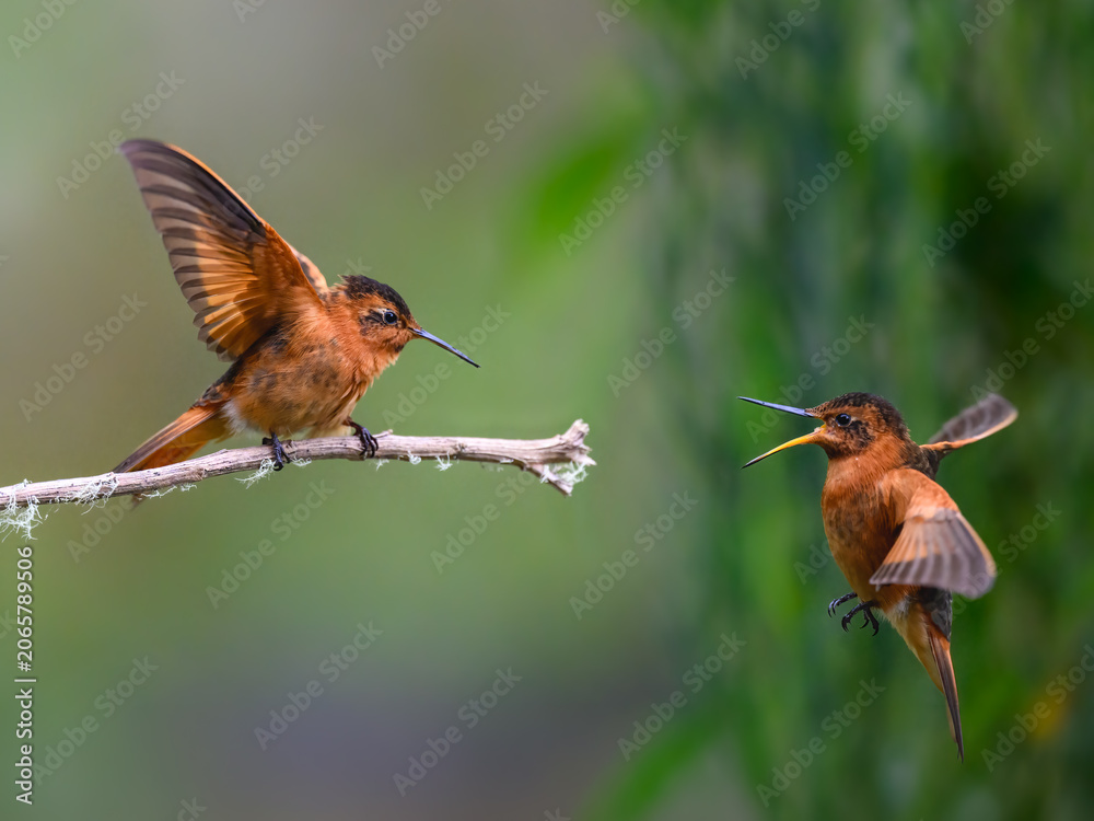 Obraz premium Two Shining Sunbeam Hummingbirds Interacting on Branch in Nature