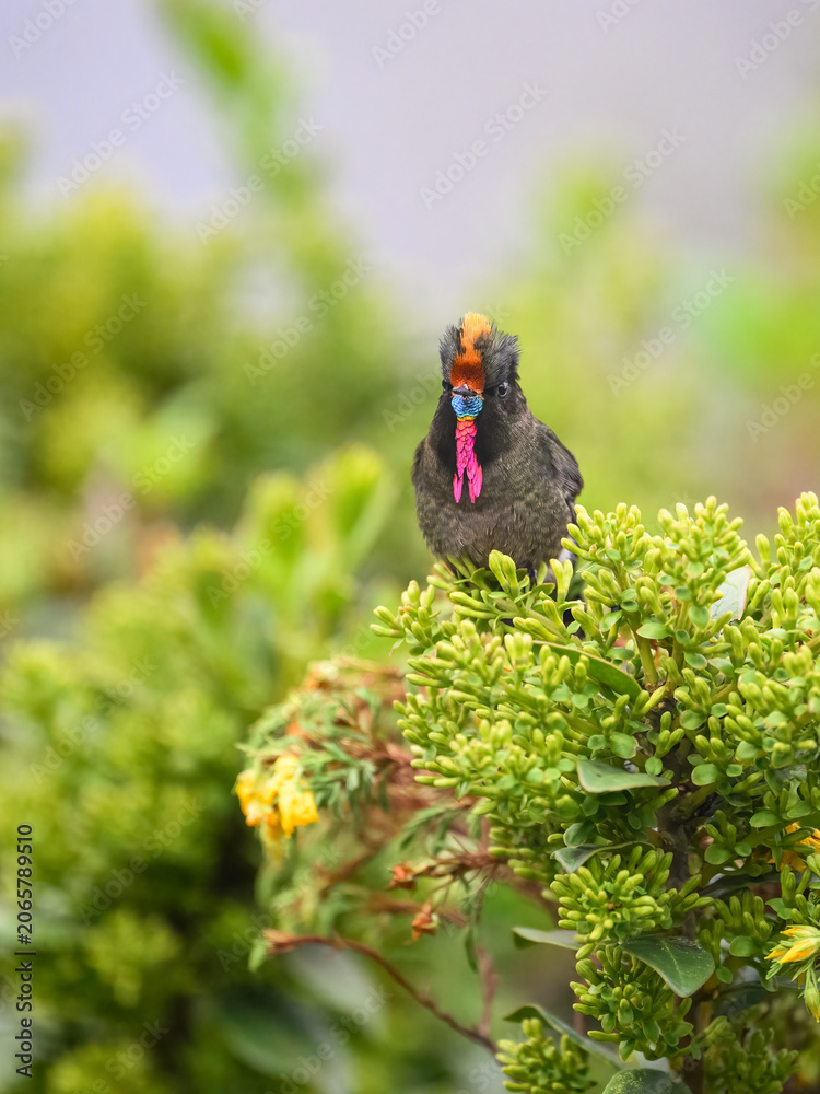 Obraz premium Male Rainbow-bearded Thornbill Hummingbird Perched on Flowering Shrub