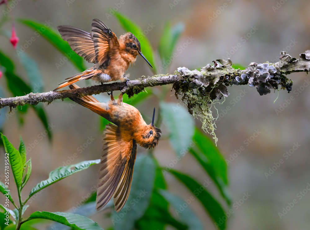 Obraz premium Shining Sunbeam Hummingbirds Interacting on a Mossy Forest Branch