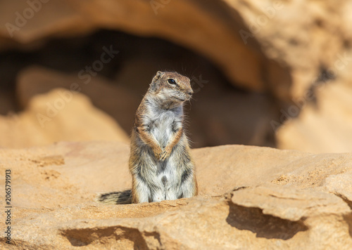 Bild auf Leinwand Cute Barbary Ground Squirrel Standing Alert on Back Legs on Desert Sandstone Roc