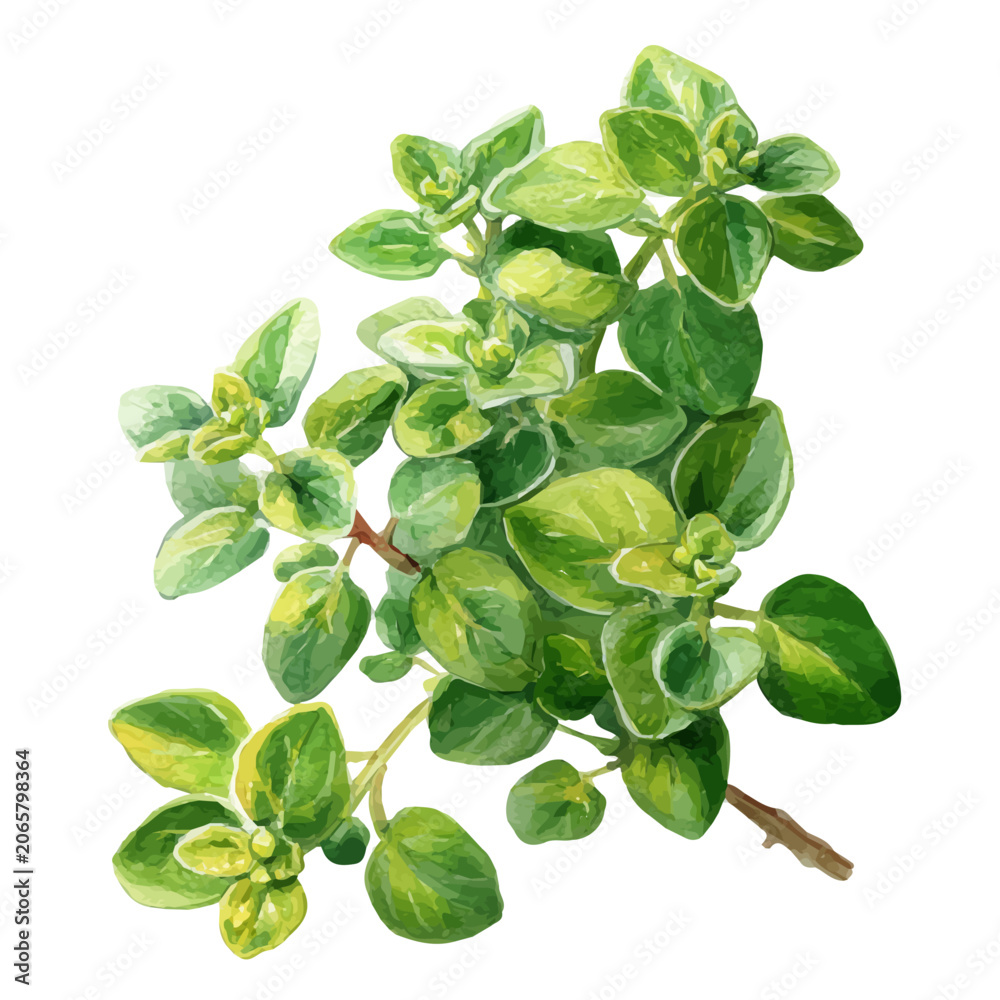 Fototapeta premium Marjoram watercolor vector illustration, high-quality artwork isolated on a pure white background.