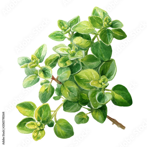 Tablou pe pânză Marjoram watercolor vector illustration, high-quality artwork isolated on a pure white background