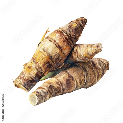 Fotografie Arrowroot watercolor vector illustration, high-quality artwork isolated on a pure white background
