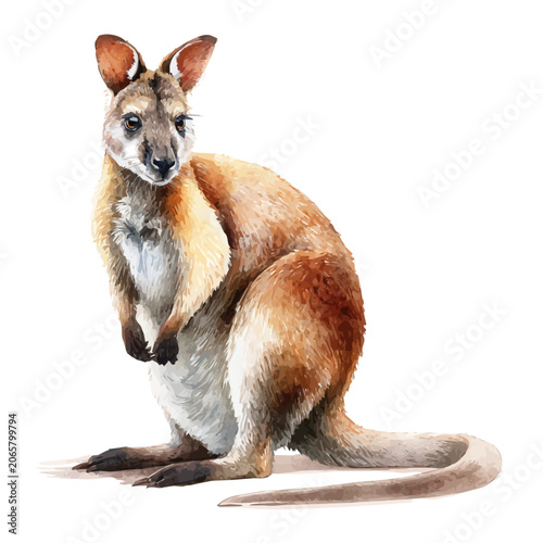 Fotografie Wallaby watercolor vector, hand-painted style, high-quality illustration isolated on white background