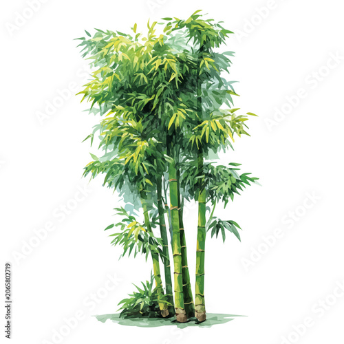 Tablou pe pânză Bamboo Tree watercolor vector, hand-painted style, high-quality illustration isolated on white background