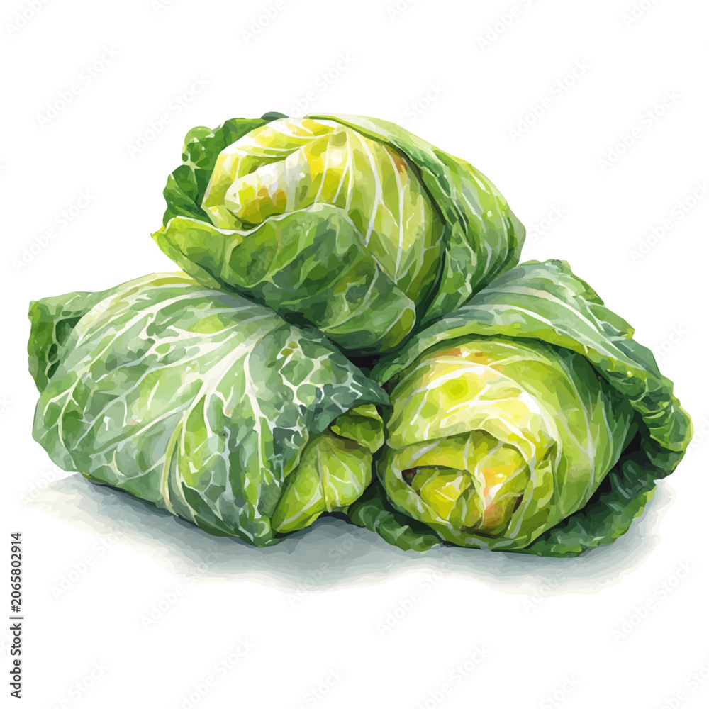 Fototapeta premium Watercolor Cabbage Rolls vector, artistic painting style, high-resolution illustration on a pure white background.