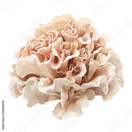 Fotografie Maitake Mushroom watercolor artwork, high-quality professional vector illustration isolated on a white background