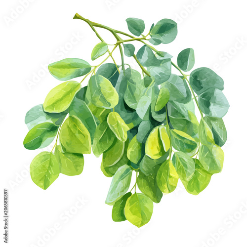 Tablou pe pânză Moringa watercolor artwork, high-quality professional vector illustration isolated on a white background