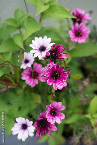 Lush blooming dimorphotheca bush on a sunny summer day, botanical concept. Beautiful purple and white osteospermum flowers blooming in a garden.