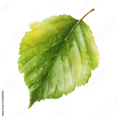 Fotografie Hazel Leaf watercolor artwork, high-quality professional vector illustration isolated on a white background