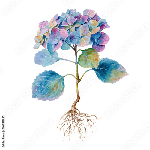 Bilde på lerret Hydrangea Root watercolor vector illustration, high-quality artwork isolated on a pure white background