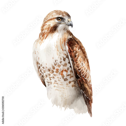 Canvas Print Hawk watercolor vector, hand-painted style, high-quality illustration isolated on white background