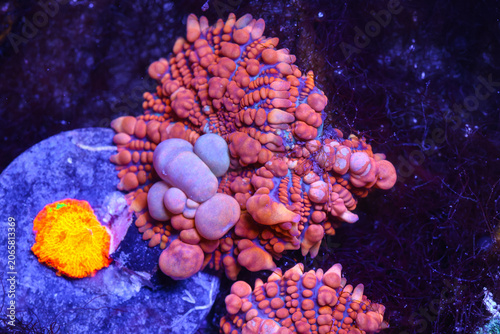Εκτύπωση καμβά Bounce Mushroom Coral Frags with Bubble Mutations Under Actinic Lighting