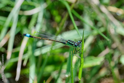 фотографія close-up of a the lantern damselfly clinging to a green leaf.