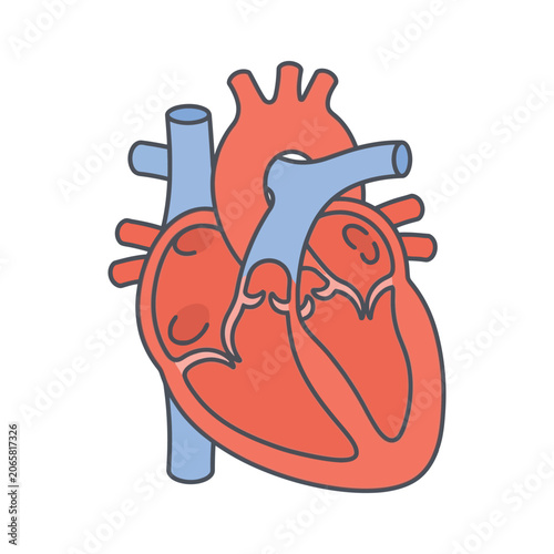 Anatomy of the human heart showing its chambers, arteries, and veins in a simplified diagrammatic illustration.