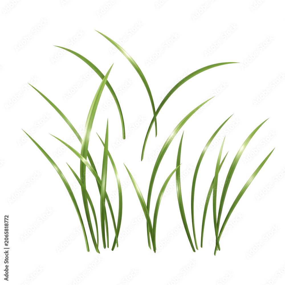 Fototapeta premium Green grass blades waving in wind isolated on transparent background