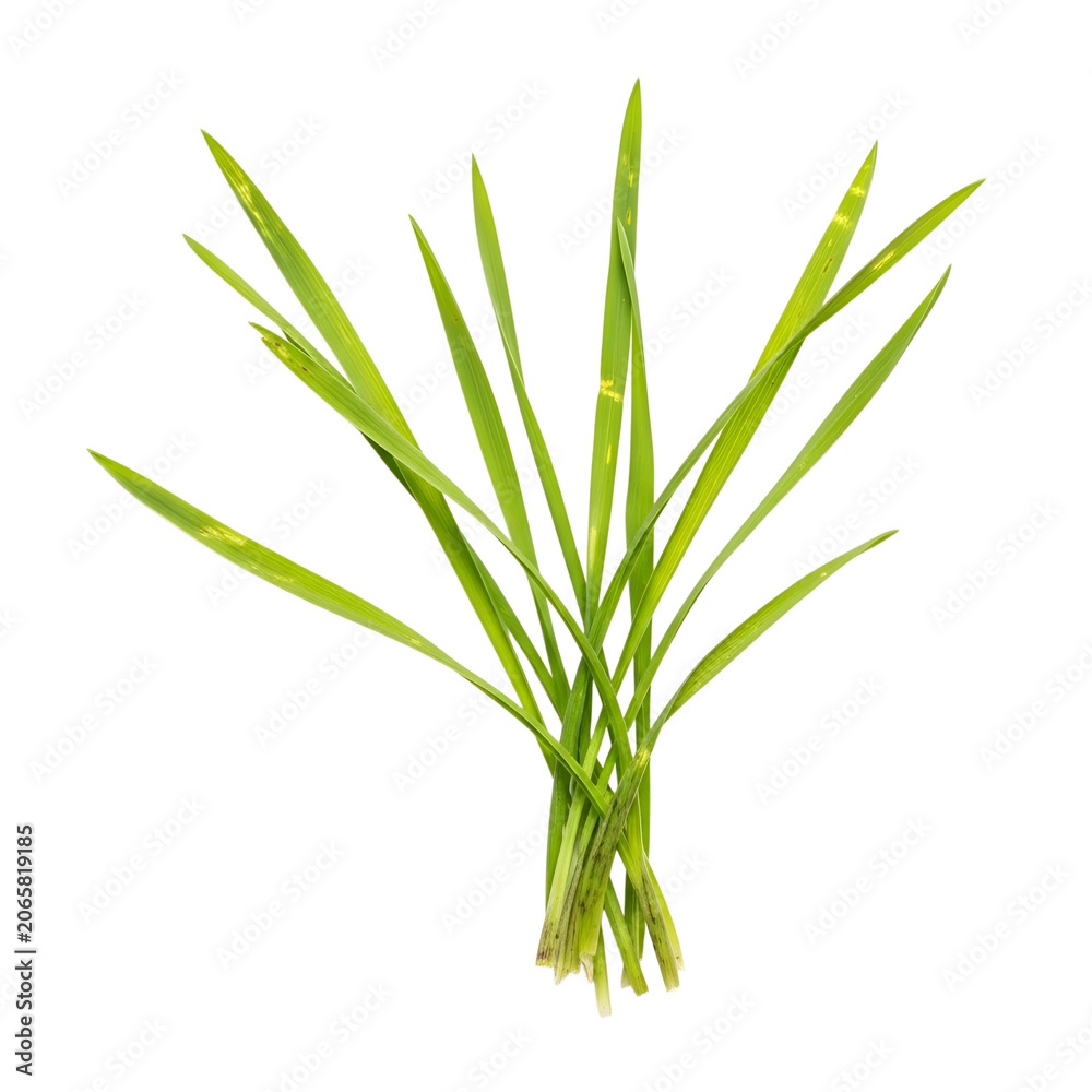 Obraz premium Fresh green onion bunch with white roots isolated on transparent background