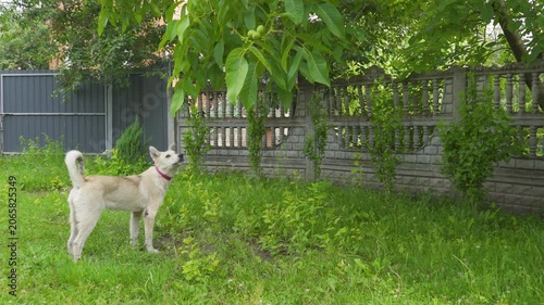 Cute dog looking at walnut tree leaves, Fluffy light-colored dog standing on green grass and looking up at tree branches in a backyard.