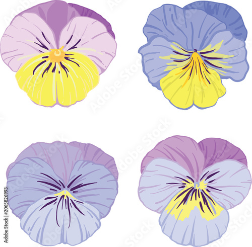 set of vector colors, viola, pansies