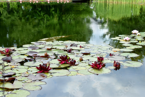 The pond with  water lilies in variety Almost Black Nymphaea
