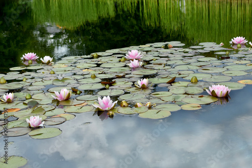 The pond with pink water lilies in variety Marliacea Carnea Nymphaea