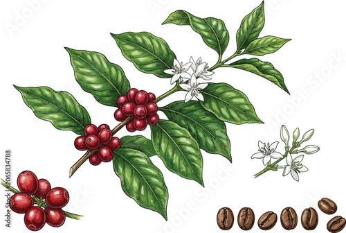 Coffea Arabica botanical illustration showing coffee plant leaves cherries flowers and roasted beans in vector format