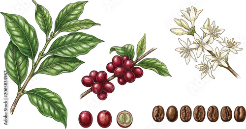Coffee Arabica plant botanical illustration set with leaves flowers red berries and roasted coffee beans vector design