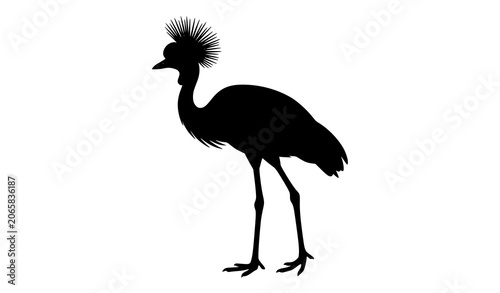 Photography African Grey Crowned Crane Black Silhouette Side View Isolated Bird Vector Illus