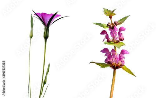 Two distinct wild purple wildflowers isolated on white background with wildflower isolated background botanical perennial environment vegetation delicate colorful