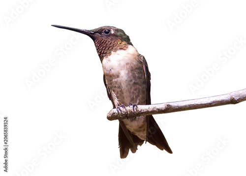 Ruby-throated hummingbird perched on a small branch with hummingbird wildlife feathers isolated background ornithology birdwatching creature environment migratory