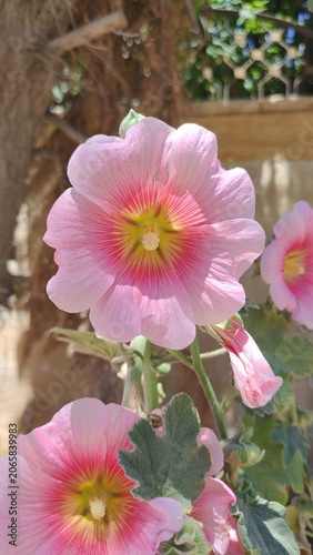 Canvas Print Pink hollyhock flower