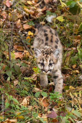 Cougar Kitten (Puma concolor) Steps Down Slope Autumn