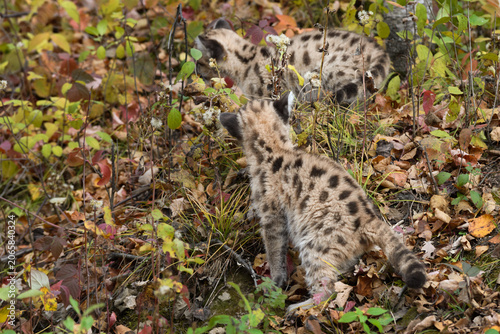 Cougar Kittens (Puma concolor) Crawl About in Leaf Strewn Grass Autumn
