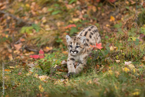 Cougar Kitten (Puma concolor) Advances Through Grass and Leaves Autumn