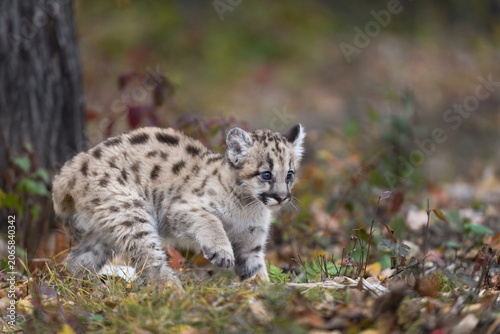 Cougar Kitten (Puma concolor) Creeps Along Forest Floor Autumn