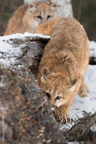 Female Cougars (Puma concolor) In Line Sniffing at Log Winter