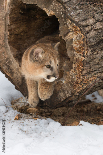 Female Cougar (Puma concolor) Looks Out to Right of Hollow Log Winter